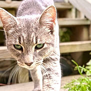 Sushi joined the competition — help win amazing prizes! cat, gray_cat, tabby, green_eyes, whiskers, close_up, outdoor, stairs, wooden_stairs, plants, curious, pet, animal, feline, walking, nature, daylight, shallow_depth_of_field, focus, portrait