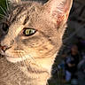 Sushi joined the competition — help win amazing prizes! alert, animal, background_blur, cat, close_up, ear, face, feline, fur, green_eyes, mammal, nature, outdoor, pet, portrait, soft_light, sunlight, tabby, whiskers
