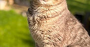 Sushi joined the competition — help win amazing prizes! animal, cat, closeup, cute, daylight, domestic, ears, feline, fur, greenery, mammal, nature, outdoor, pet, portrait, sitting, sunlight, tabby, whiskers, wood