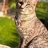 animal, cat, closeup, cute, daylight, domestic, ears, feline, fur, greenery, mammal, nature, outdoor, pet, portrait, sitting, sunlight, tabby, whiskers, wood
