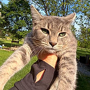 Sushi is registered to the contest to win money with this photo: animal, blue_sky, cat, close_up, domestic_cat, feline, fur, grass, gray_tabby, greenery, hand, holding, nature, outdoor, pet, portrait, relaxed, sunlight, trees, whiskers