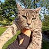 animal, blue_sky, cat, close_up, domestic_cat, feline, fur, grass, gray_tabby, greenery, hand, holding, nature, outdoor, pet, portrait, relaxed, sunlight, trees, whiskers