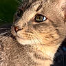 Sushi joined the competition — help win amazing prizes! animal, cat, close_up, curious, cute, domestic_cat, feline, focused, fur, green_eyes, mammal, nature, outdoor, pet, portrait, profile, soft_light, sunlight, tabby, whiskers