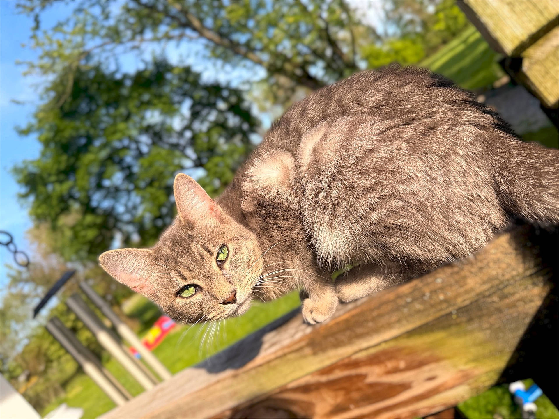 animal, blurred_background, cat, closeup, curious, daylight, feline, fur, gray_cat, green_eyes, mammal, nature, outdoor, pet, resting, summer, sunlight, trees, wildlife, wooden_surface