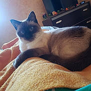 Ulysse participe au concours pour gagner de l'argent avec cette photo : animal, blanket, cat, computerhardware, couch, electronics, entertainmentcenter, furniture, hardware, homedecor, kitten, linen, monitor, pet, photoframe, quilt, screen, siamese, towel, tv