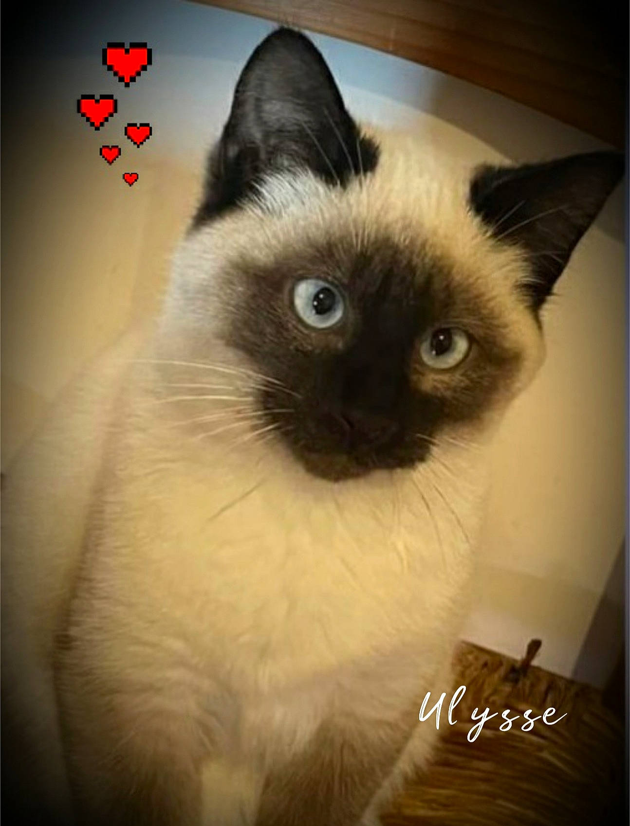 Ulysse participe au concours pour gagner de l'argent avec cette photo : birman, carnivore, cat, fang, fawn, felidae, fixture, fur, siamese, small_to_medium_sized_cats, snout, terrestrial_animal, whiskers