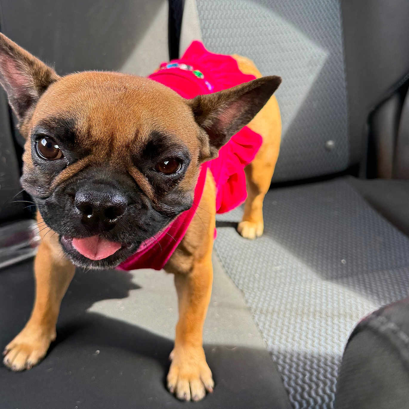 Cokita joined the competition — help win amazing prizes! animal, black_muzzle, brown_fur, car_seat, close_up, companion, cute, dog, ears_up, happy, pet, pink_dress, playful, portrait, small_dog, standing, sunlight, texture, tongue_out, vehicle_interior