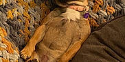 Cokita joined the competition — help win amazing prizes! dog, relaxed, sleeping, blanket, knit, couch, indoor, pet, brown, collar, paw, cute, cozy, canine, resting, comfortable, fur, home, animal, snuggled