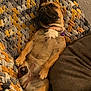 dog, relaxed, sleeping, blanket, knit, couch, indoor, pet, brown, collar, paw, cute, cozy, canine, resting, comfortable, fur, home, animal, snuggled