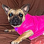Cokita joined the competition — help win amazing prizes! dog, french_bulldog, pet, pink_jacket, brown_background, ears, face, paws, collar, tag, indoor, cute, animal, canine, fur, lying_down, alert, portrait, small_dog, domestic