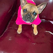 Cokita joined the competition — help win amazing prizes! dog, pet, french_bulldog, jacket, pink_clothing, leather_chair, indoor, animal, cute, small_dog, flash_reflection, seated, looking_up, ears_up, brown_fur, black_muzzle, cozy, household, wearing_clothes, portrait