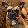 Cokita joined the competition — help win amazing prizes! dog, french_bulldog, pet, canine, animal, brown, couch, indoor, cute, tongue, ears, paw, collar, treat, relaxed, close_up, face, fur, expression, companion