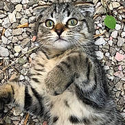 Teddy participe au concours pour gagner de l'argent avec cette photo : american_shorthair, bengal, carnivoran, cat, cat_like_mammal, domestic_short_haired_cat, dragon_li, european_shorthair, fauna, kitten, mammal, pixie_bob, small_to_medium_sized_cats, snout, tabby_cat, whiskers, wild_cat, wildlife