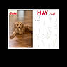 Duke is registered to the contest to win money with this photo: animal, background, brown, calendar, curly_hair, digital, dog, flooring, indoor, interface, may_2027, mobile, pet, puppy, reminders, screen, small_dog, text, to_do, wooden_floor