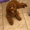 animal, black_socks, brown_dog, canine, casual, companion, curious, curly_fur, dog, domestic, floor_tiles, fur, home, indoor, looking_up, lying_down, paw, pet, purple_crocs, relaxed