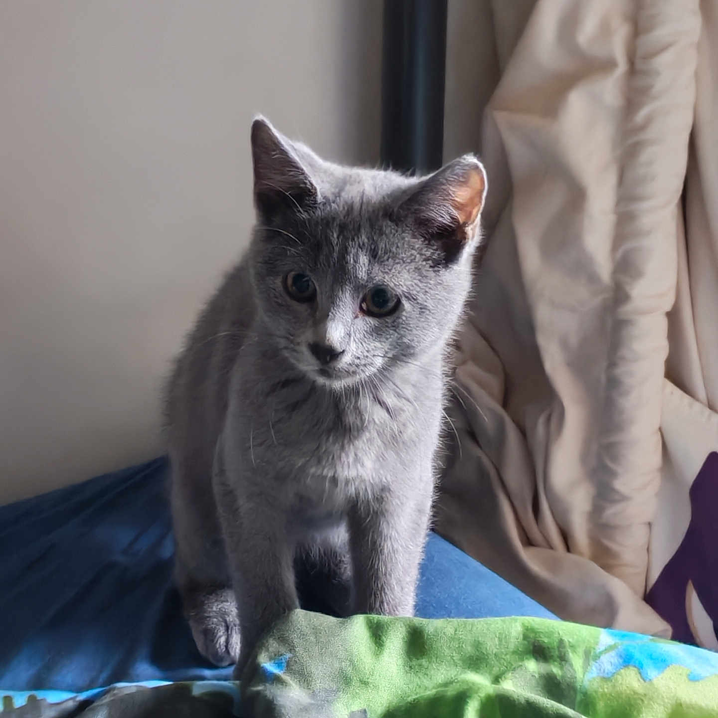 Ninhio a rejoint le concours — aidez-le/la à gagner de superbes lots ! cat, kitten, gray_cat, animal, pet, sitting, indoors, bedroom, bed, blanket, bedding, curtain, sunlight, portrait, closeup, fur, whiskers, ears, green_blanket, blue_bedding