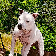 Ounia a rejoint le concours — aidez-le/la à gagner de superbes lots ! alert, animal, brown_spots, calm, canine, daylight, dog, ears_up, grass, greenery, mammal, nature, outdoor, pet, standing, summer, sunlight, tree_stumps, trees, white_dog