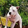 alert, animal, brown_spots, calm, canine, daylight, dog, ears_up, grass, greenery, mammal, nature, outdoor, pet, standing, summer, sunlight, tree_stumps, trees, white_dog