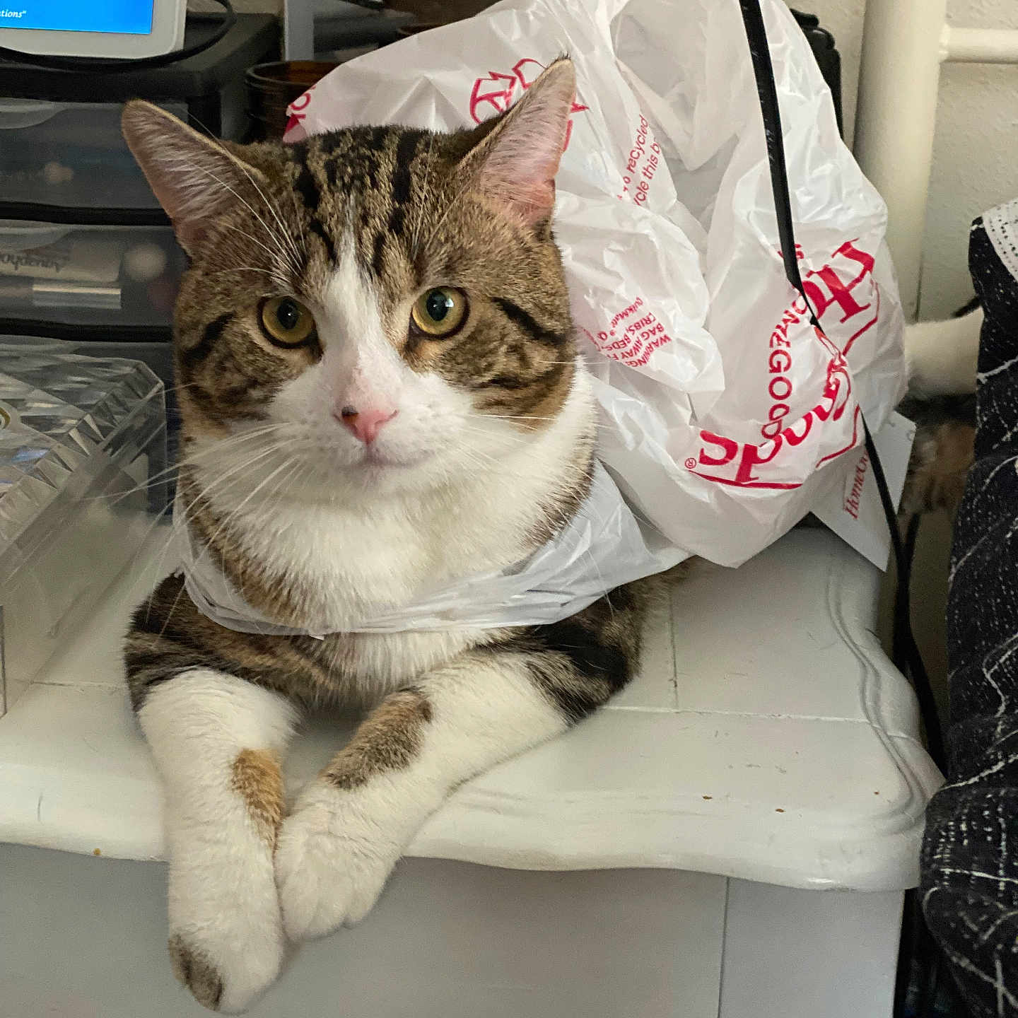 Pancho is registered to the contest to win money with this photo: abyssinian, accessories, animal, bag, cat, computerhardware, desk, electronics, furniture, handbag, hardware, kitten, monitor, person, pet, plastic, plasticbag, screen, table, text