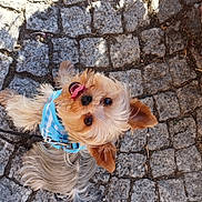 Ugho a rejoint le concours — aidez-le/la à gagner de superbes lots ! dog, small_dog, yorkshire_terrier, blue_harness, cobblestone, outdoor, pet, tongue_out, looking_up, leash, sunlight, flower, pink_flower, happy, cute, fur, animal, walking, nature, pavement