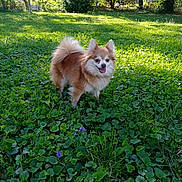 Foxy joined the competition — help win amazing prizes! dog, small_dog, fluffy, outdoor, grass, greenery, sunlight, trees, nature, happy, pet, cute, garden, purple_flowers, canine, animal, summer, daylight, tongue_out, smiling