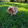 dog, small_dog, fluffy, outdoor, grass, greenery, sunlight, trees, nature, happy, pet, cute, garden, purple_flowers, canine, animal, summer, daylight, tongue_out, smiling