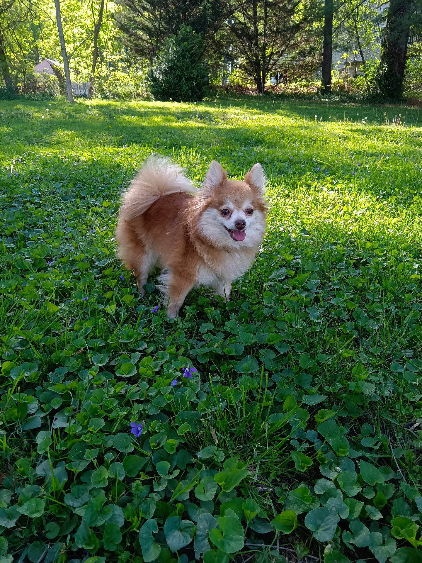 Foxy joined the competition — help win amazing prizes! dog, small_dog, fluffy, outdoor, grass, greenery, sunlight, trees, nature, happy, pet, cute, garden, purple_flowers, canine, animal, summer, daylight, tongue_out, smiling