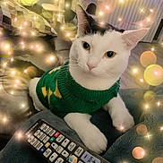 Milly joined the competition — help win amazing prizes! animal, black_markings, bokeh, cat, close_up, companion, cozy, cute, domestic_cat, fur, green_sweater, indoor, laying_down, living_room, pet, relaxed, remote_control, soft_lighting, sparkles, white_cat