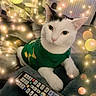 animal, black_markings, bokeh, cat, close_up, companion, cozy, cute, domestic_cat, fur, green_sweater, indoor, laying_down, living_room, pet, relaxed, remote_control, soft_lighting, sparkles, white_cat