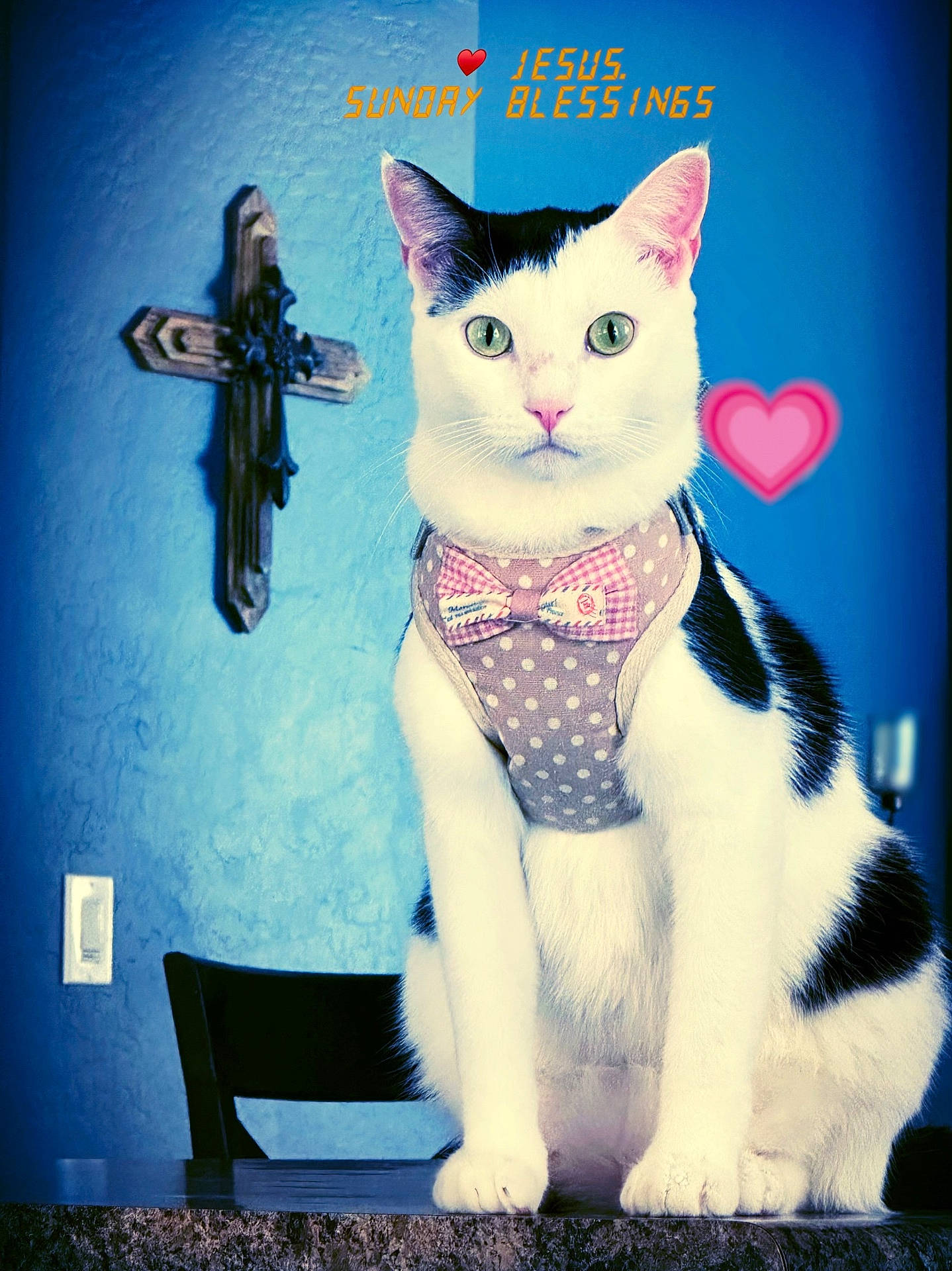 Milly joined the competition — help win amazing prizes! animal, black_and_white, blue_wall, bow_tie, cat, chair, cross, cute, decor, feline, harness, heart_emoji, indoor, pet, portrait, sitting, spiritual, table, text_overlay, wall