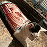 Milly is registered to the contest to win money with this photo: animal, bao_steamed_buns_box, black_and_white, cat, closeup, countertop, curiosity, curious, domestic, domestic_cat, ears, feline, food_packaging, household, indoor, kitchen, mammal, pet, table_surface, whiskers