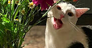 Milly joined the competition — help win amazing prizes! animal, black_spots, bouquet, cat, close_up, colorful, curious_cat, domestic_animal, flowers, green_stems, indoor, meowing, nature, pet, pink_flower, plant, portrait, red_vase, tabletop, white_cat