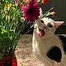 animal, black_spots, bouquet, cat, close_up, colorful, curious_cat, domestic_animal, flowers, green_stems, indoor, meowing, nature, pet, pink_flower, plant, portrait, red_vase, tabletop, white_cat