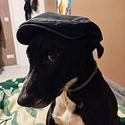 Tango participe au concours pour gagner de l'argent avec cette photo : animal, black_dog, blanket, brown_wall, collar, cozy, cute, dog, domestic, door, ears, flat_cap, fur, house, indoor, looking_away, pet, portrait, side_view, white_chest