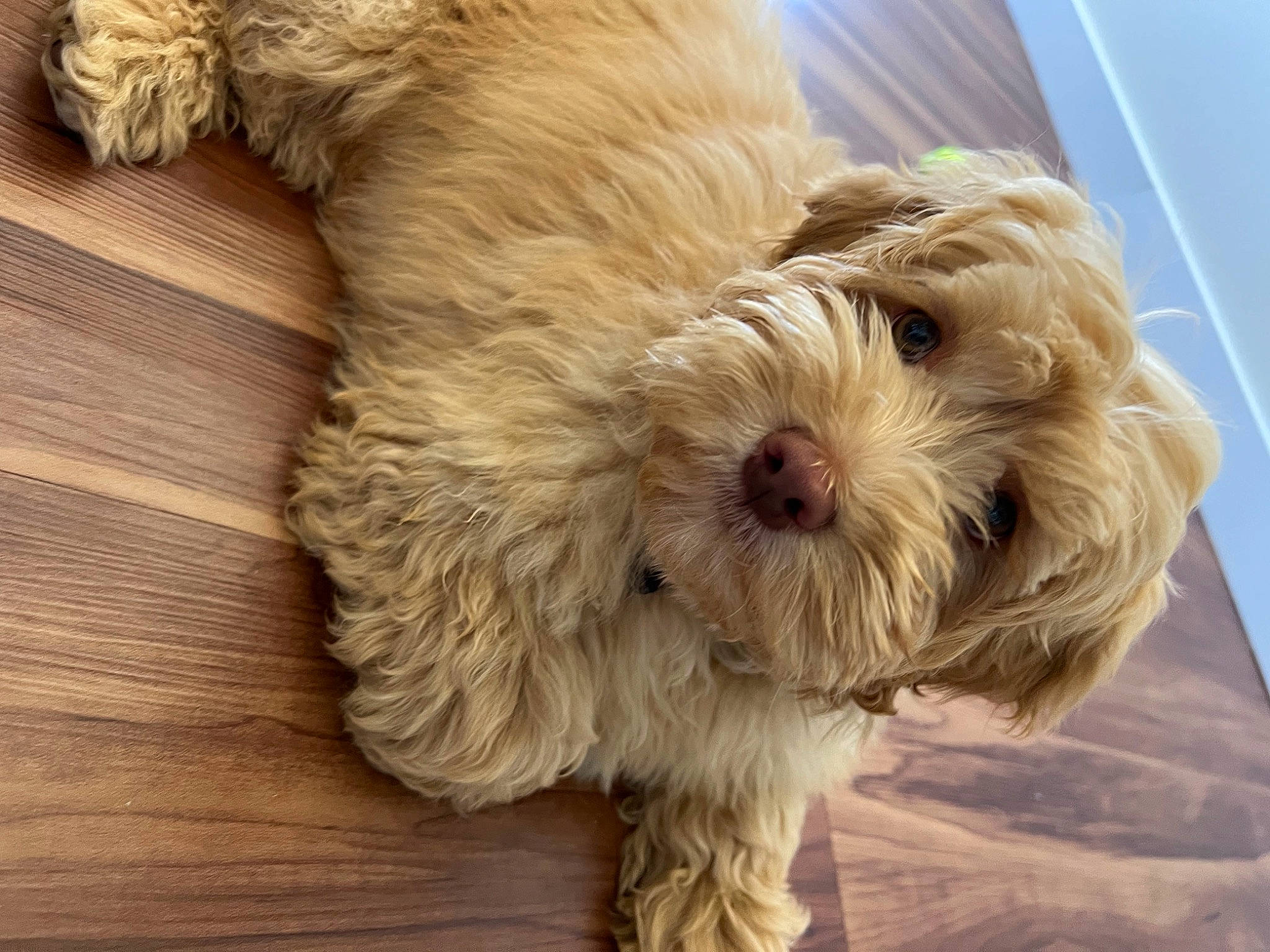 Auggie is registered to the contest to win money with this photo: canidae, carnivore, companion_dog, dog, dog_breed, dog_collar, fur, hardwood, labradoodle, liver, maltepoo, small_terrier, snout, sporting_group, terrier, toy_dog, water_dog, wood, working_animal, yorkipoo