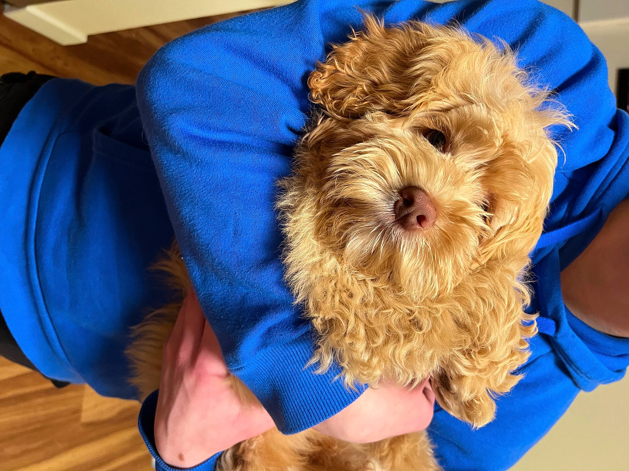 Auggie joined the competition — help win amazing prizes! blue, canidae, carnivore, companion_dog, dog, dog_breed, dog_supply, electric_blue, flooring, hardwood, maltepoo, non_sporting_group, small_terrier, sporting_group, terrier, toy_dog, varnish, water_dog