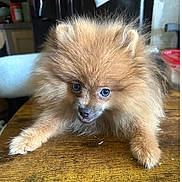 Tulip Moxie joined the competition — help win amazing prizes! puppy, dog, pomeranian, fluffy, table, indoor, wooden_table, pet, cute, animal, small_dog, fur, face, eyes, mouth, curious, brown, cozy, house, furniture