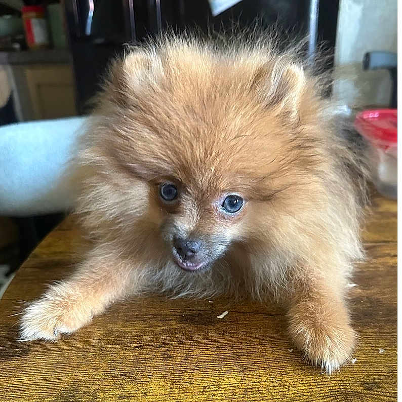 Tulip Moxie joined the competition — help win amazing prizes! animal, brown, cozy, curious, cute, dog, eyes, face, fluffy, fur, furniture, house, indoor, mouth, pet, pomeranian, puppy, small_dog, table, wooden_table