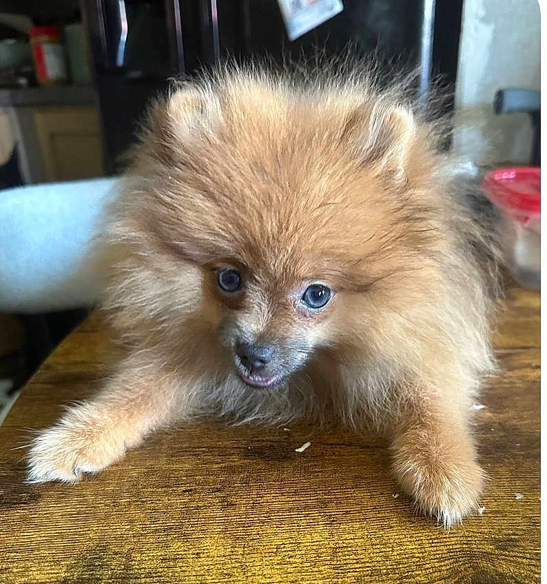 Tulip Moxie joined the competition — help win amazing prizes! puppy, dog, pomeranian, fluffy, table, indoor, wooden_table, pet, cute, animal, small_dog, fur, face, eyes, mouth, curious, brown, cozy, house, furniture