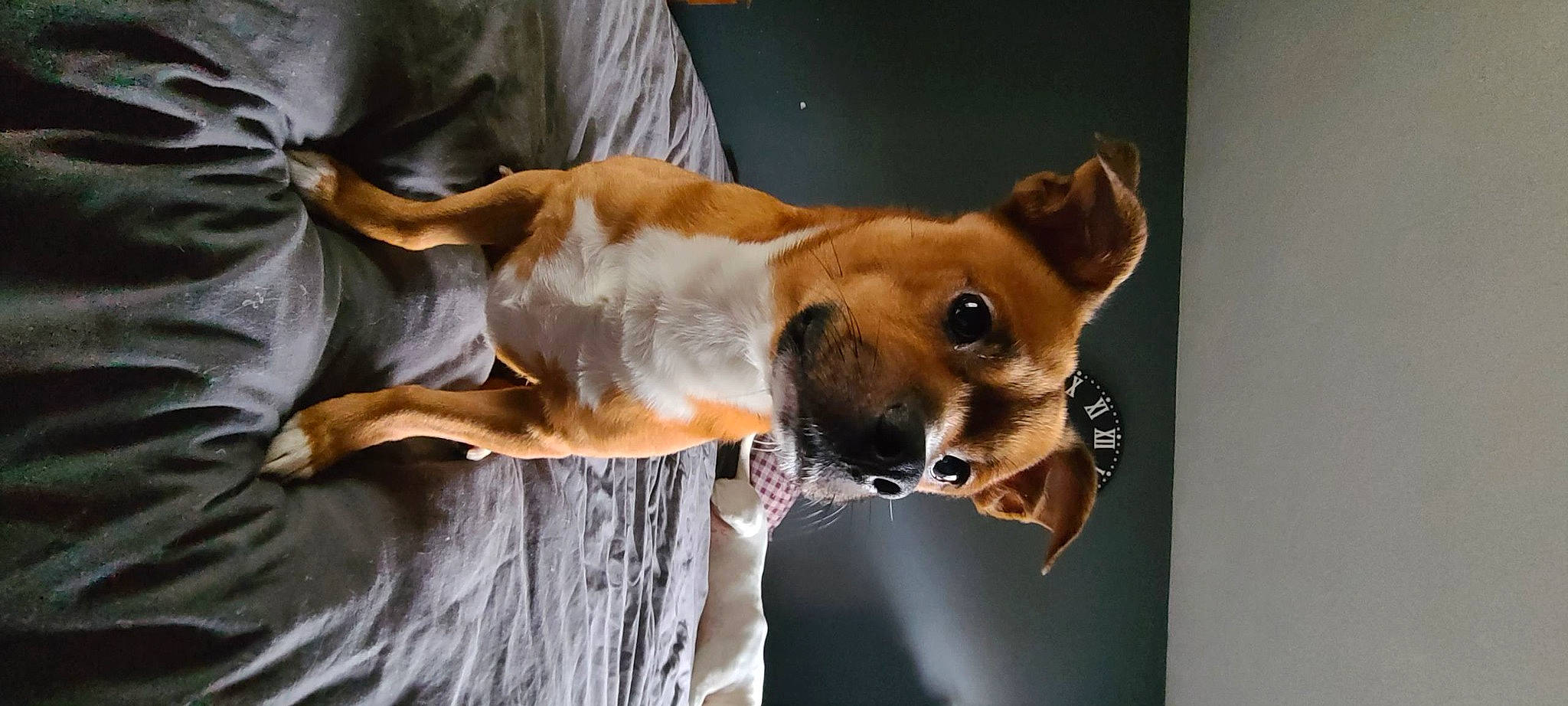 Blaise joined the competition — help win amazing prizes! ancient_dog_breeds, canidae, carnivore, collar, companion_dog, dog, dog_breed, dog_collar, dog_supply, fawn, guard_dog, hound, hunting_dog, non_sporting_group, snout, sporting_group, terrestrial_animal, water, whiskers, working_dog