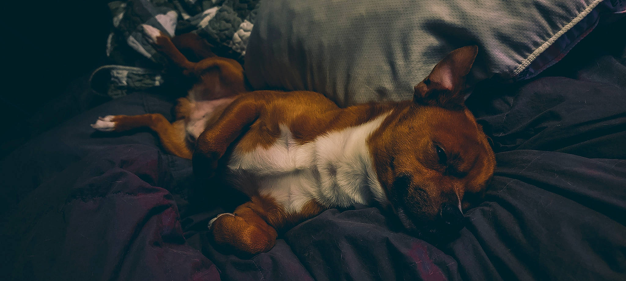 Blaise is registered to the contest to win money with this photo: blanket, bored, bulldog, canidae, carnivore, comfort, companion_dog, dog, dog_breed, ear, fawn, fur, linens, nap, paw, snout, sporting_group, terrestrial_animal, toy_dog, whiskers