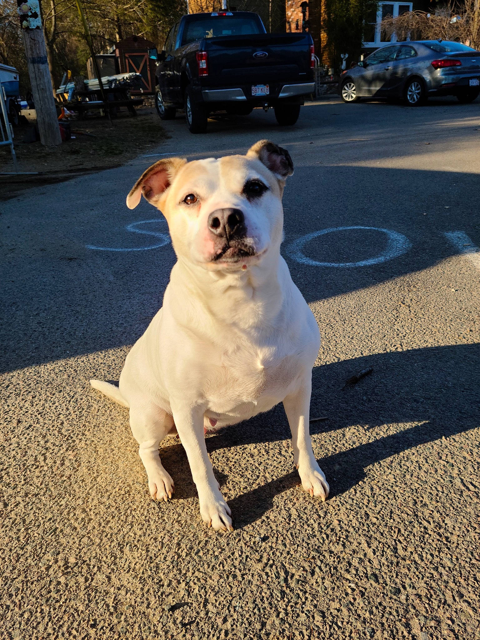 Shelby is registered to the contest to win money with this photo: asphalt, car, carnivore, collar, companion_dog, dog, dog_breed, dog_collar, fawn, road, road_surface, shadow, sidewalk, snout, sporting_group, tire, tree, vehicle, wheel, working_animal