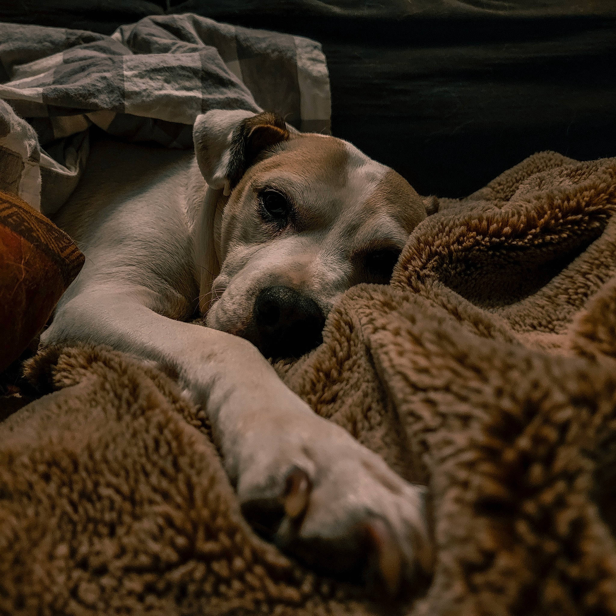 Shelby joined the competition — help win amazing prizes! canidae, carnivore, cloud, comfort, companion_dog, dog, dog_breed, fawn, grey, landscape, linens, rock, sand, sky, snout, sporting_group, vertebrate, whiskers, wood, working_animal