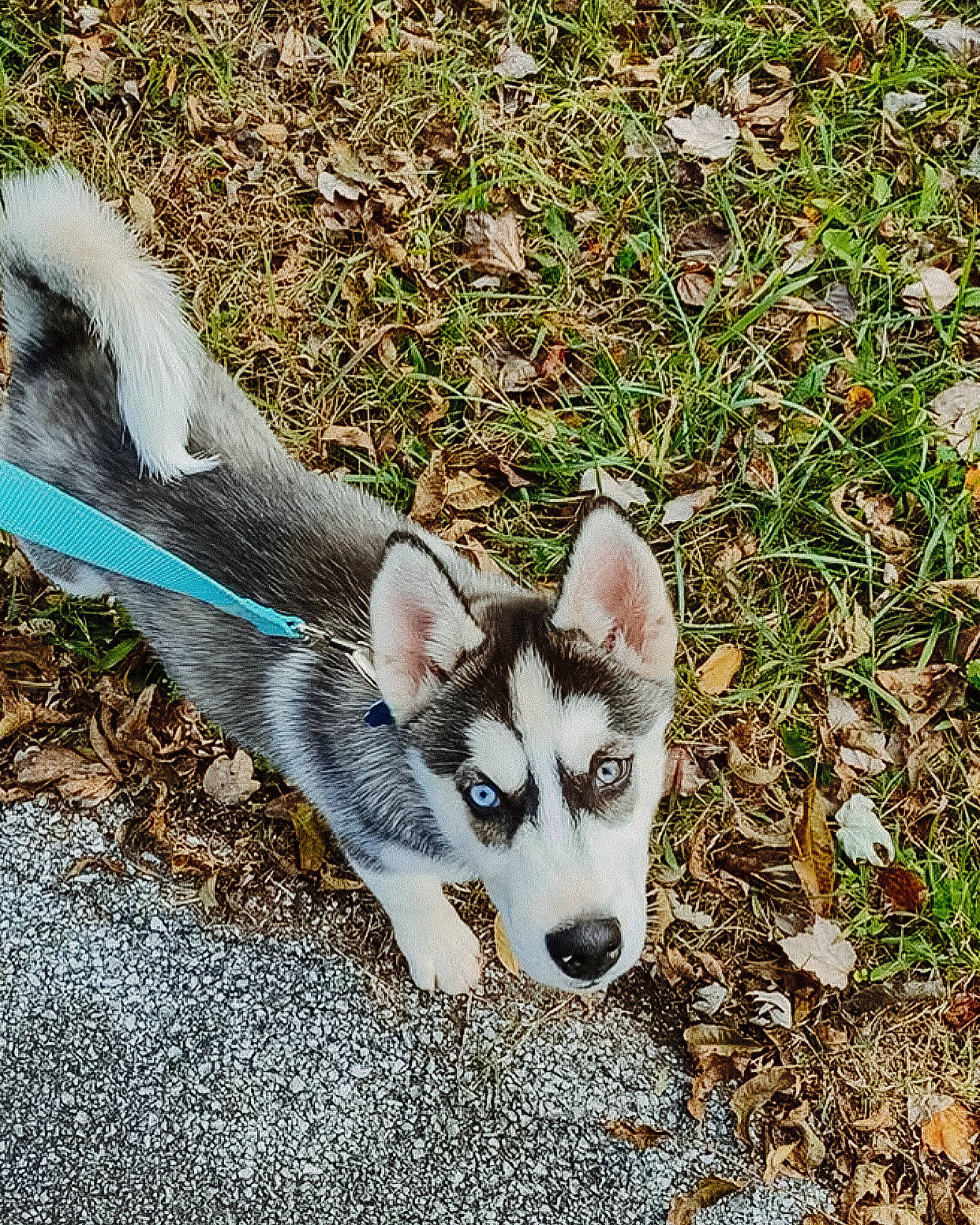Shasta is registered to the contest to win money with this photo: canidae, canis, carnivore, companion_dog, dog, dog_breed, fashion_accessory, fawn, foot, grass, groundcover, paw, sled_dog, snout, soil, sporting_group, tail, terrestrial_animal, wildlife, working_animal