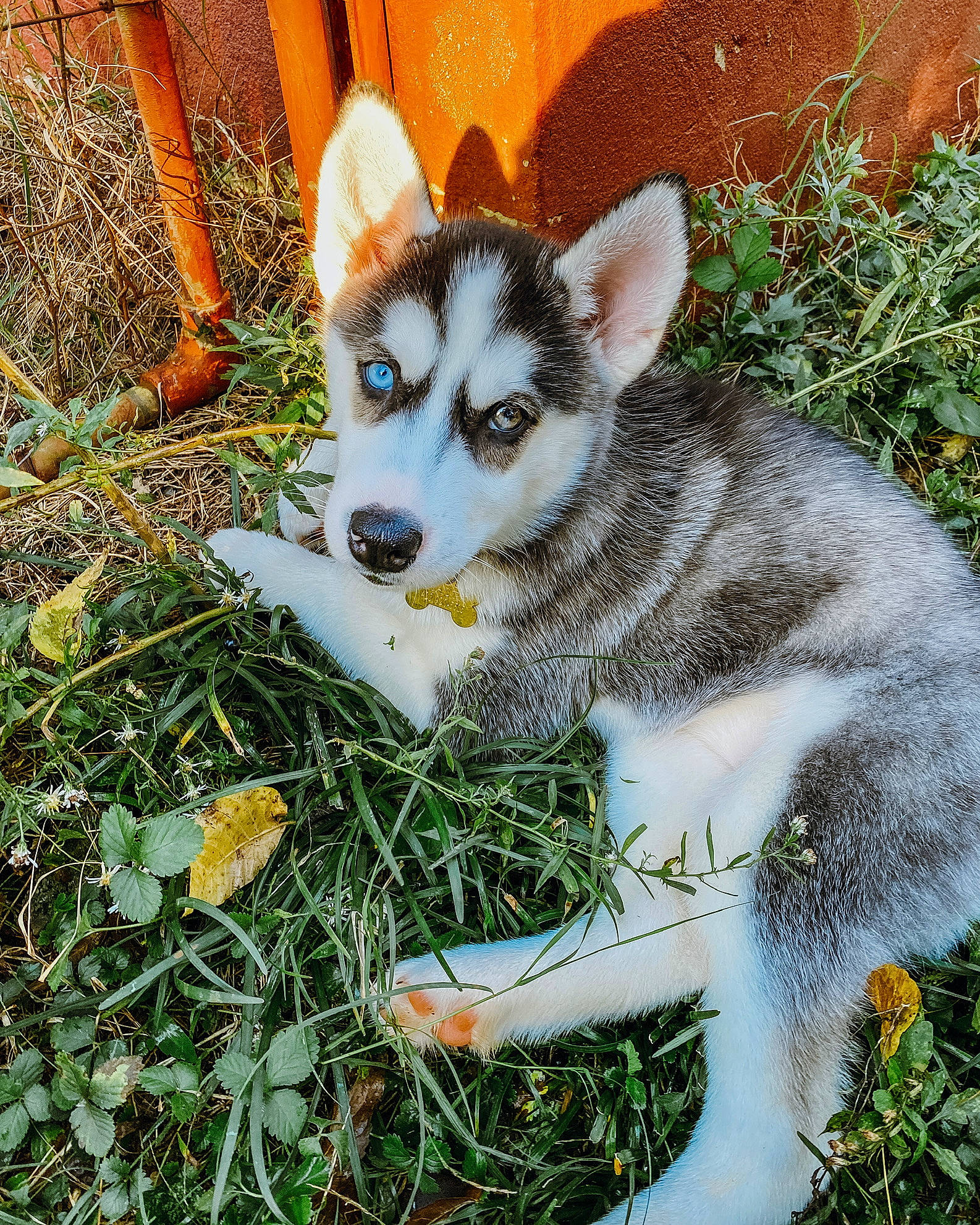 Shasta joined the competition — help win amazing prizes! canidae, canis, carnivore, companion_dog, dog, dog_breed, fawn, fur, grass, plant, siberian_husky, sled_dog, snout, sporting_group, tail, terrestrial_animal, whiskers, wildlife, wolf, working_dog
