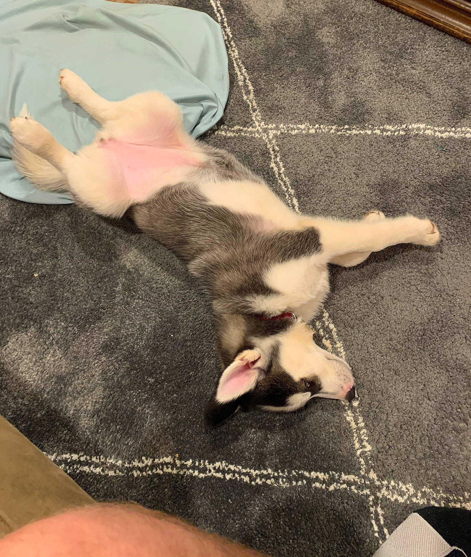 Shasta joined the competition — help win amazing prizes! canidae, carnivore, claw, comfort, companion_dog, dog, dog_breed, ear, fawn, felidae, finger, fur, nail, paw, small_to_medium_sized_cats, snout, sporting_group, tail, toy_dog, whiskers