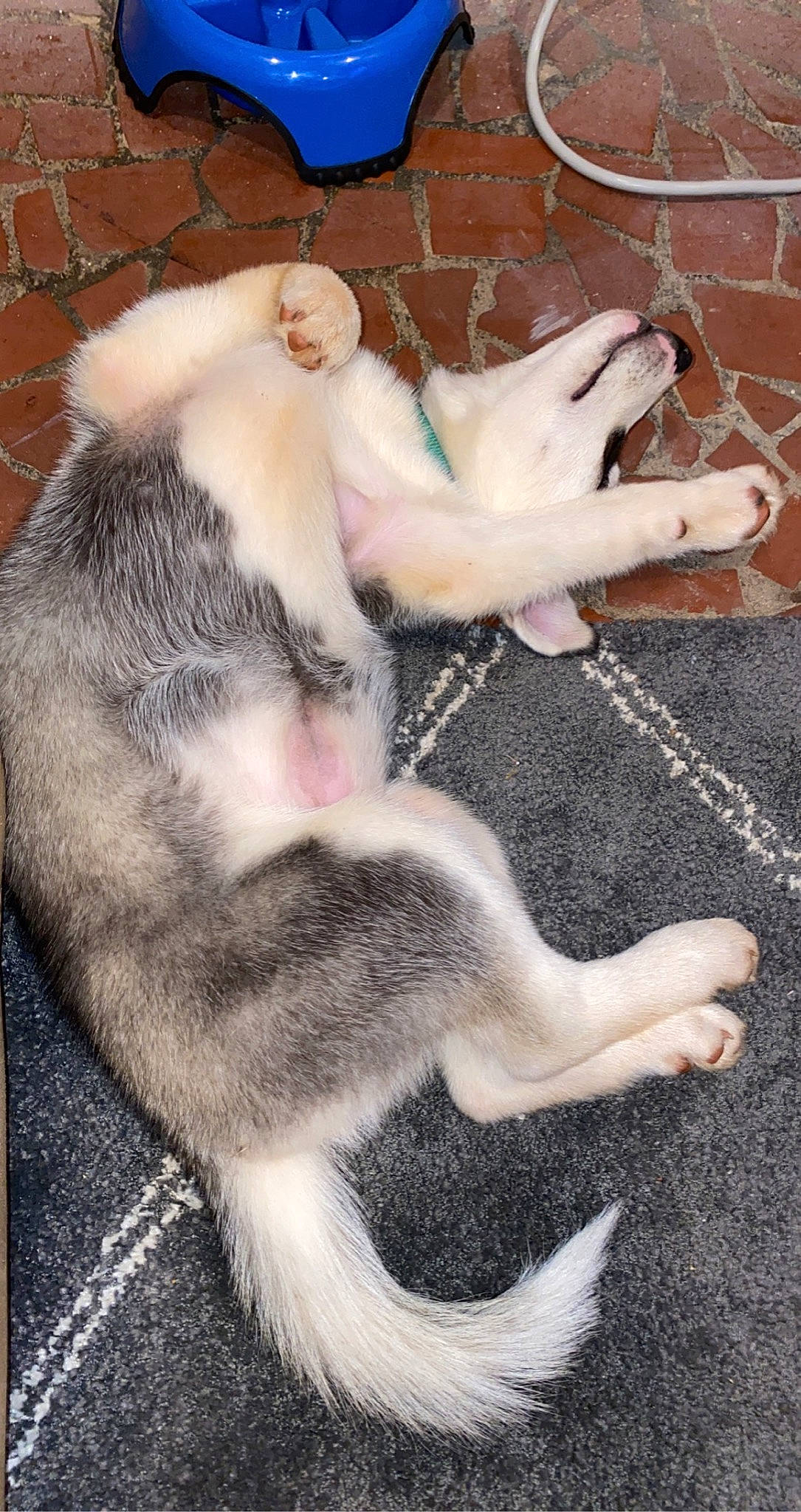 Shasta joined the competition — help win amazing prizes! brick, brickwork, canidae, carnivore, claw, comfort, companion_dog, dog_breed, fawn, felidae, foot, mammal, paw, photograph, small_to_medium_sized_cats, snout, sporting_group, tail, toe, whiskers