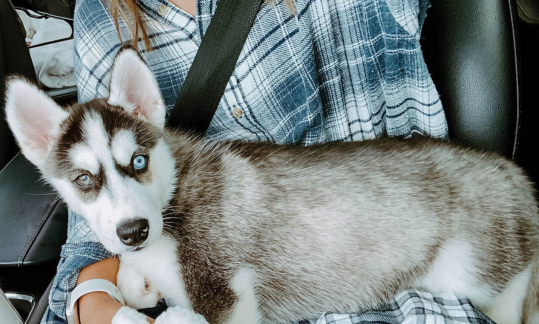 Shasta joined the competition — help win amazing prizes! alaskan_klee_kai, ancient_dog_breeds, canidae, canis, carnivore, companion_dog, dog, dog_breed, fawn, fur, siberian_husky, sled_dog, snout, sporting_group, terrestrial_animal, whiskers, wildlife, wolf, working_animal, working_dog