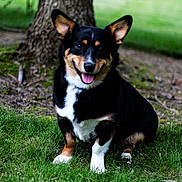 August joined the competition — help win amazing prizes! dog, tricolor, corgi, grass, outdoor, tree_trunk, happy, pet, animal, ears, tongue, sitting, nature, smiling, canine, fur, park, friendly, mammal, companion