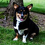 dog, tricolor, corgi, grass, outdoor, tree_trunk, happy, pet, animal, ears, tongue, sitting, nature, smiling, canine, fur, park, friendly, mammal, companion